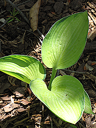 Princess Anastasia Hosta (Hosta 'Princess Anastasia') at Lakeshore Garden Centres