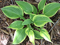 Katie Q Hosta (Hosta 'Katie Q') at Lakeshore Garden Centres