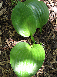 Lakeside Iron Man Hosta (Hosta 'Lakeside Iron Man') at Lakeshore Garden Centres