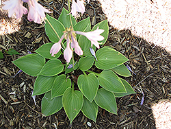 Abby Hosta (Hosta 'Abby') at Lakeshore Garden Centres