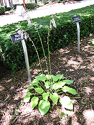 Birchwood Parky's Gold Hosta (Hosta 'Birchwood Parky's Gold') at Lakeshore Garden Centres