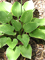 Veronica Lake Hosta (Hosta 'Veronica Lake') at Lakeshore Garden Centres