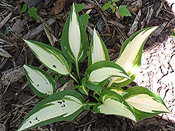 Calypso Hosta (Hosta 'Calypso') at Lakeshore Garden Centres