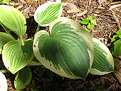 Mount Tom Hosta (Hosta 'Mount Tom') at Lakeshore Garden Centres