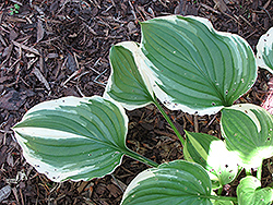 Gold-Variegated Blue Plantain Lily (Hosta ventricosa 'Aureomarginata') at Lakeshore Garden Centres