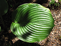 Beauty Substance Hosta (Hosta 'Beauty Substance') at Lakeshore Garden Centres