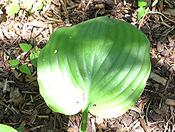 Vim and Vigor Hosta (Hosta 'Vim and Vigor') at Lakeshore Garden Centres