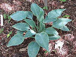Serendipity Hosta (Hosta 'Serendipity') at Lakeshore Garden Centres