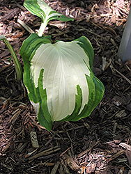 Lakeside Love Affair Hosta (Hosta 'Lakeside Love Affair') at Lakeshore Garden Centres
