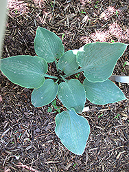 Flemish Sky Hosta (Hosta 'Flemish Sky') at Lakeshore Garden Centres