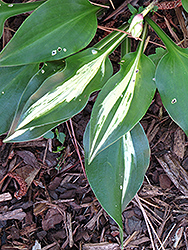 Dixie Chickadee Hosta (Hosta 'Dixie Chickadee') at Lakeshore Garden Centres