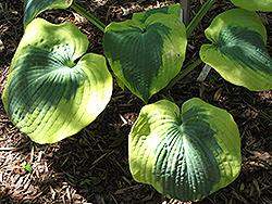 Linda Sue Hosta (Hosta 'Linda Sue') at Lakeshore Garden Centres