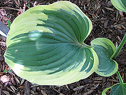 Ivory Coast Hosta (Hosta 'Ivory Coast') at Lakeshore Garden Centres