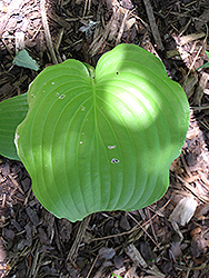 Darwin's Standard Hosta (Hosta 'Darwin's Standard') at Lakeshore Garden Centres