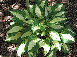 Xanadu Hosta (Hosta 'Xanadu') at Lakeshore Garden Centres