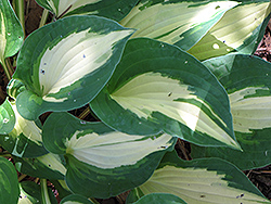 Xanadu Hosta (Hosta 'Xanadu') at Lakeshore Garden Centres