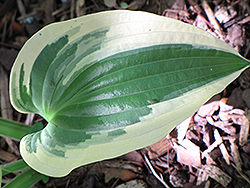 Shazaam Hosta (Hosta 'Shazaam') at Lakeshore Garden Centres