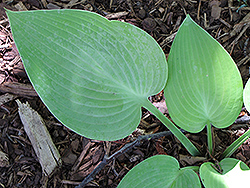 May Hosta (Hosta 'May') at Lakeshore Garden Centres