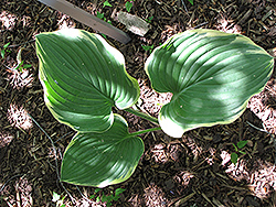 Super Sagae Hosta (Hosta 'Super Sagae') at Lakeshore Garden Centres