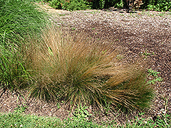 Fineleaf Fescue (Festuca filiformis) at Lakeshore Garden Centres