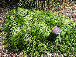 The Beatles Spring Sedge (Carex caryophyllea 'The Beatles') at Lakeshore Garden Centres