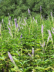 Apollo Culver's Root (Veronicastrum virginicum 'Apollo') at Lakeshore Garden Centres