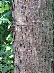 Shellbark Hickory (Carya laciniosa) at Lakeshore Garden Centres