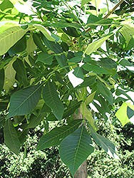 Shellbark Hickory (Carya laciniosa) at Lakeshore Garden Centres