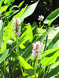 White Pike Pickerelweed (Pontederia cordata 'White Pike') at A Very Successful Garden Center