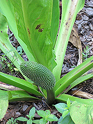 Asian Skunk Cabbage (Lysichiton camtschatcense) at Lakeshore Garden Centres