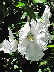 William R. Smith Rose of Sharon (Hibiscus syriacus 'William R. Smith') at Lakeshore Garden Centres