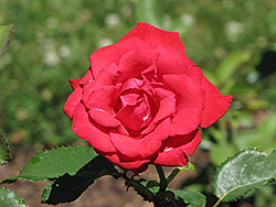 Mother's Value Rose (Rosa 'Mother's Value') at Lakeshore Garden Centres