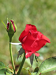 Mother's Value Rose (Rosa 'Mother's Value') at Lakeshore Garden Centres