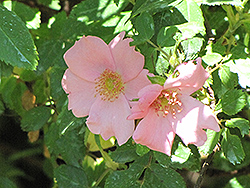 Northern Encore Rose (Rosa 'Northern Encore') at Lakeshore Garden Centres
