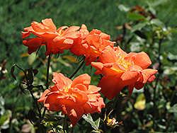 Girl Guide Rose (Rosa 'Girl Guide') at Lakeshore Garden Centres