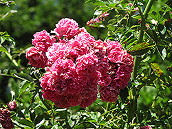 Excelsa Rose (Rosa 'Excelsa') at Lakeshore Garden Centres