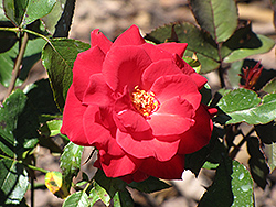 Red Simplicity Rose (Rosa 'Red Simplicity') at Lakeshore Garden Centres