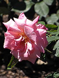 Prima Ballerina Rose (Rosa 'Prima Ballerina') at Lakeshore Garden Centres