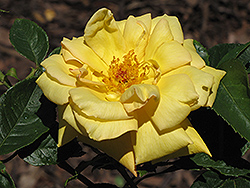 Christel von der Post Rose (Rosa 'Christel von der Post') at Lakeshore Garden Centres