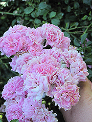 Dorothy Perkins Rose (Rosa 'Dorothy Perkins') at Lakeshore Garden Centres