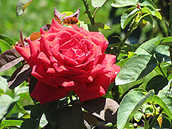 New Yorker Rose (Rosa 'New Yorker') at Lakeshore Garden Centres