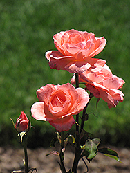 Flamingo Queen Rose (Rosa 'Flamingo Queen') at Lakeshore Garden Centres
