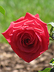 Karl Herbst Rose (Rosa 'Karl Herbst') at Lakeshore Garden Centres