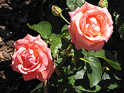 The World Rose (Rosa 'The World') at Lakeshore Garden Centres