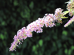 Petite Indigo Butterfly Bush (Buddleia davidii 'Petite Indigo') at Lakeshore Garden Centres