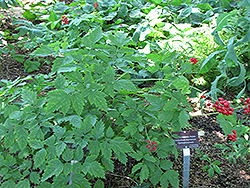 Rattlesnake Fern (Botrychium virginianum) at Lakeshore Garden Centres