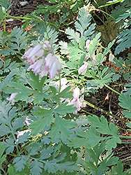 Stuart Boothman Bleeding Heart (Dicentra spectabilis 'Stuart Boothman') at Lakeshore Garden Centres