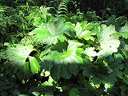 Umbrella Plant (Darmera peltata) at Lakeshore Garden Centres