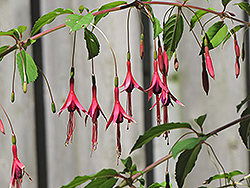 Macrostema Hardy Fuchsia (Fuchsia magellanica 'Macrostema') at Lakeshore Garden Centres