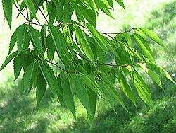 Japanese Zelkova (Zelkova serrata) at Lakeshore Garden Centres